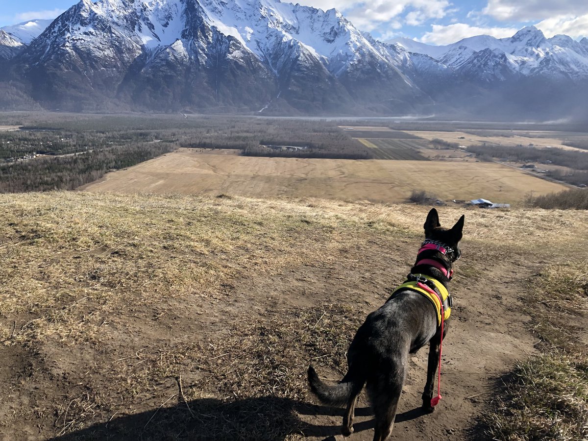 alaskandoggirl's tweet photo. Beautiful first hike of 2019! The Butte, a Palmer classic ;) #hiking #alaska #keens #dogsoftwitter #dutchshepherd #zerodc #dogtra https://t.co/nrPF9dpKNh