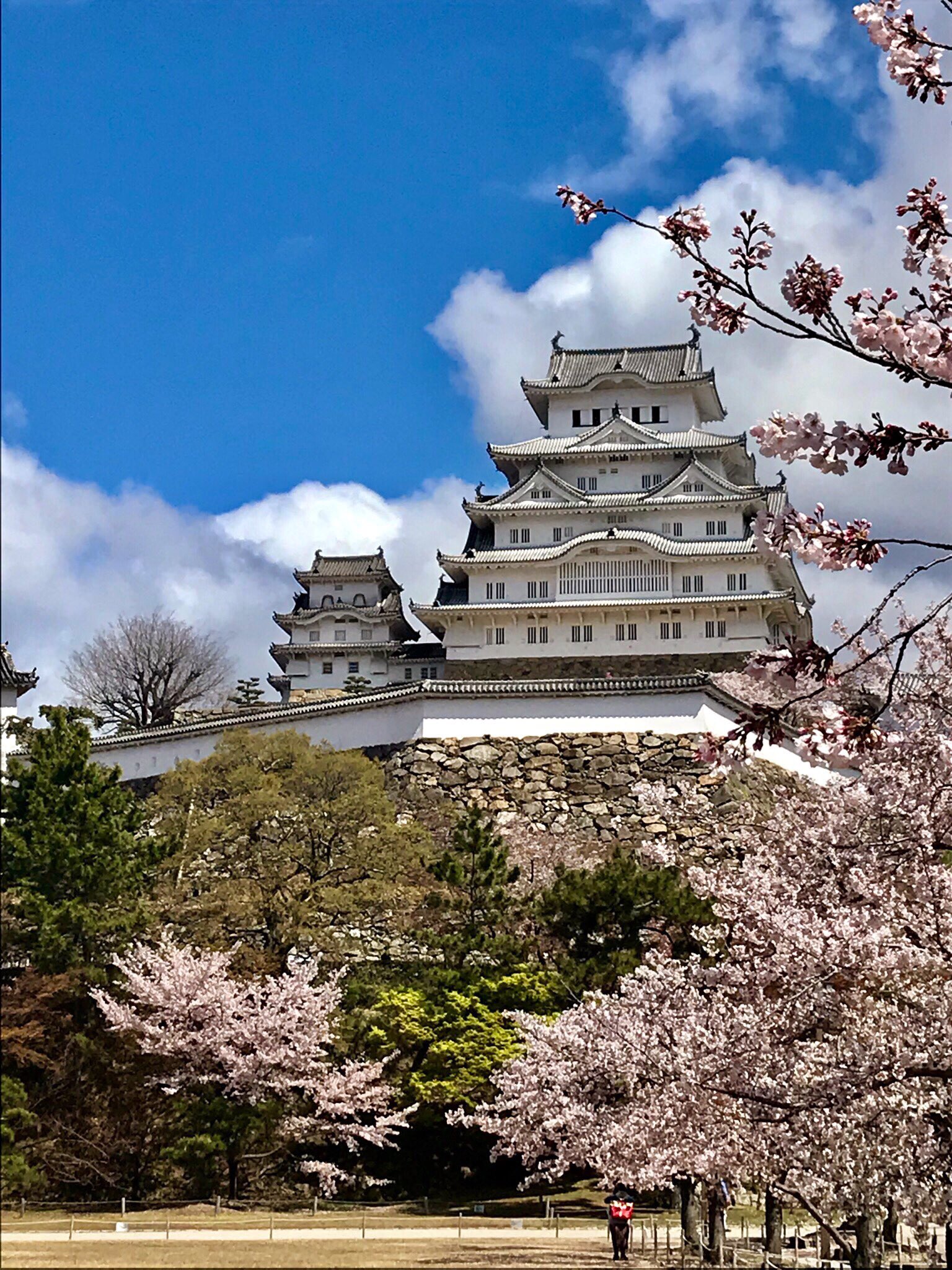 تويتر フィフィ على تويتر 姫路城 みてきました 最高の天気と満開の桜 美し過ぎた感激 姫路 Himeji T Co K4lijvlvrz