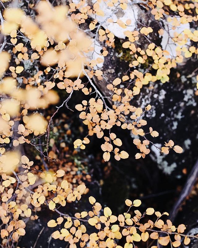 fiddleandspoon's tweet photo. It’s my favourite time of year again - Fagus time! Here in Tasmania, it’s the time of year where our only native deciduous native tree turns from green to yellow to vibrant orange, and it happens very quickly over a few short weeks 🍂

It’s a very col… https://t.co/Sqn7510i55 https://t.co/hD22ikAO5F