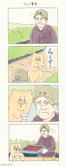 5コマ漫画ネコノヒー「イチゴ農家」/strawberry farmer 　　インスタ始めたよ→　 