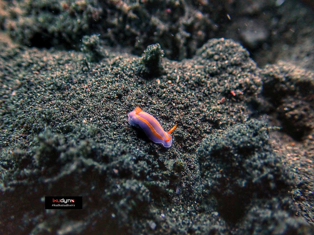 ixudyn's tweet photo. Easy to spot bright colorful macro creatures on black sand of Tulamben, Bali..🧐
#nudibranch #seaslug #scubadiving #divetrip #scuba #dive #muckdive #nature #travel #ocean #adventure #underwaterphoto #seacreatures #beautifu #uwpics #love #marinelife #reeflife #kalkatudivers https://t.co/FASJRVrhpm