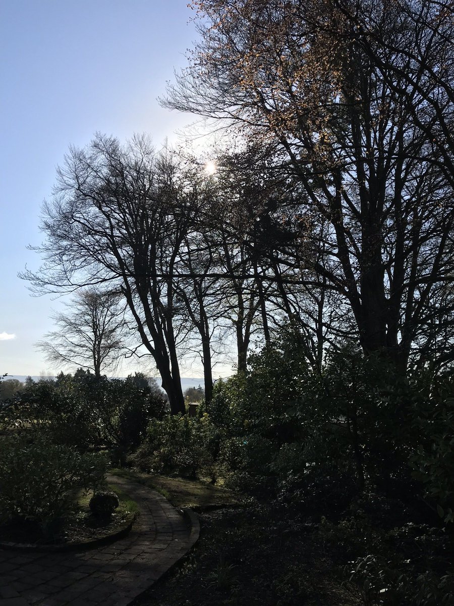 down_connor's tweet photo. Today we are reducing the over hanging branches on this row of beech trees to allow some more light into the flowerbeds https://t.co/B38U6gP30p