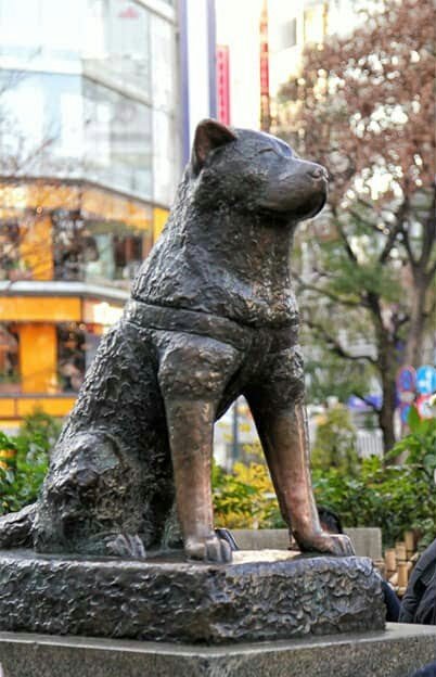 In Tokyo there is a statue of Hachiko the faithful dog near the busy Shibuya crossing. Legend goes that after the dog's owner died unexpectedly he continued to wait for him each & every day for the next 9 years. The statue is now a famous meeting place. #FolkloreThursday  #pets