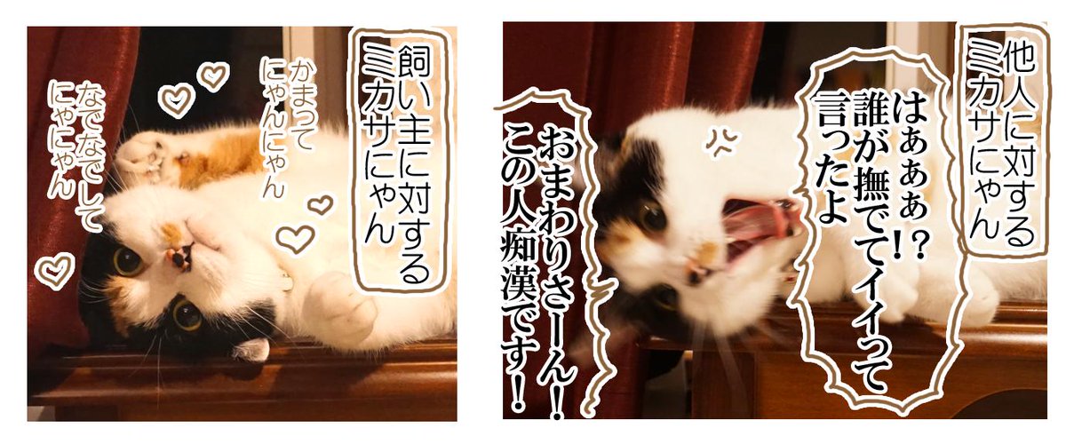 「三毛猫は猫界一のツンデレ」とも言われる為か冗談抜きでこのぐらいの温度差があるので、他の人から「この子全然触らせてくれないけど本当に人間に懐いてるの・・・？」と心配されます・・・。 