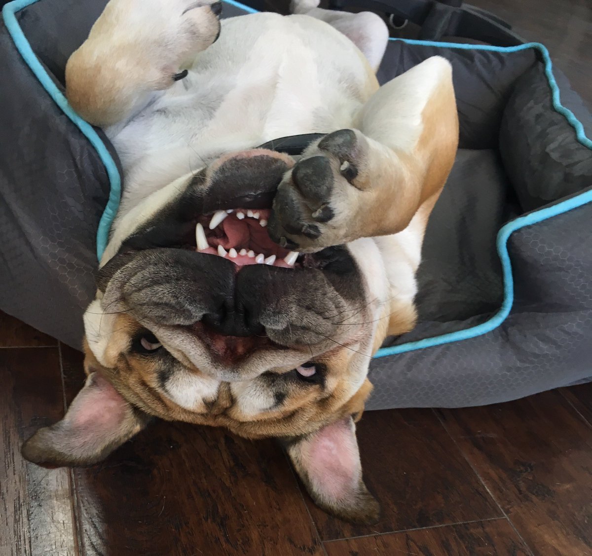 jabba_CEO's tweet photo. got my game face on! https://t.co/2e6NiVdIjd