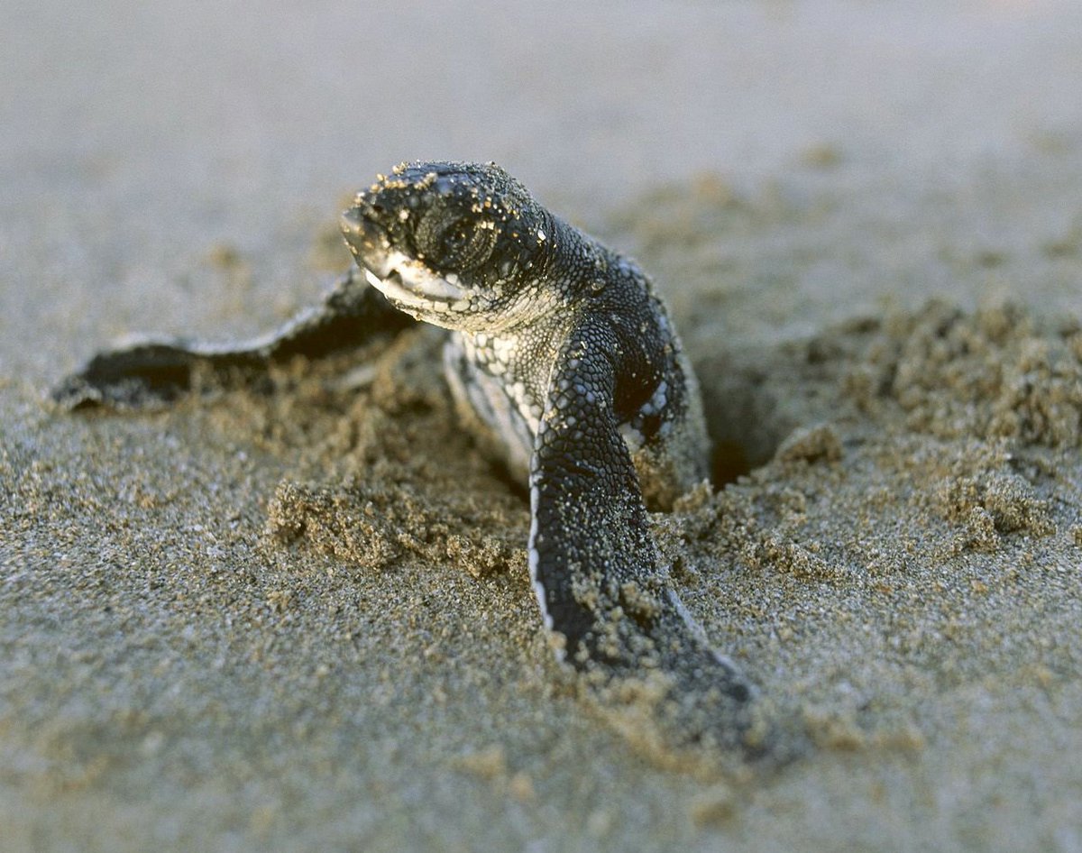 GapYearExperts's tweet image. Interested in conservation? Check out our top conservation programs guaranteed to inspire you theleap.co.uk/types-of-exper…