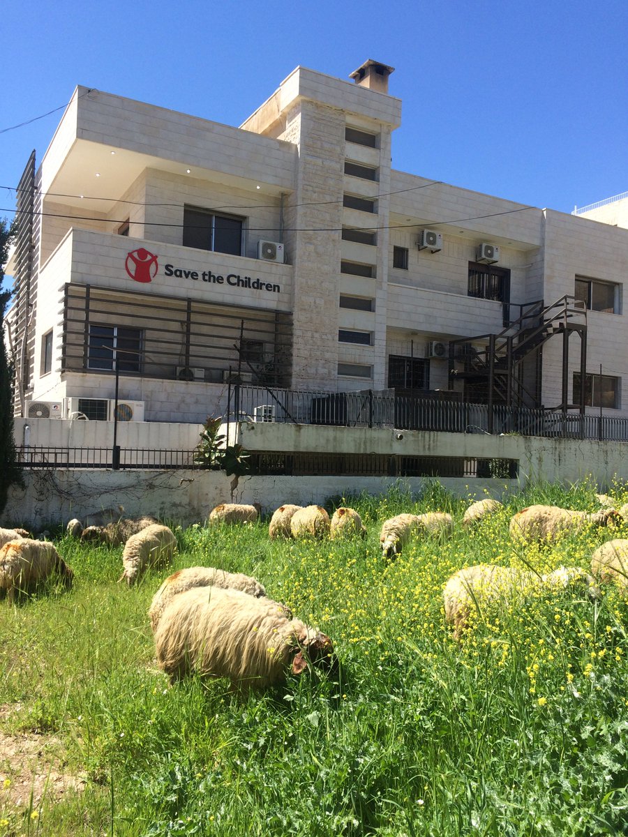 Special guests next to the @savechildrenmee office today. #HelloSpring #Amman #BeAmman #Sheep