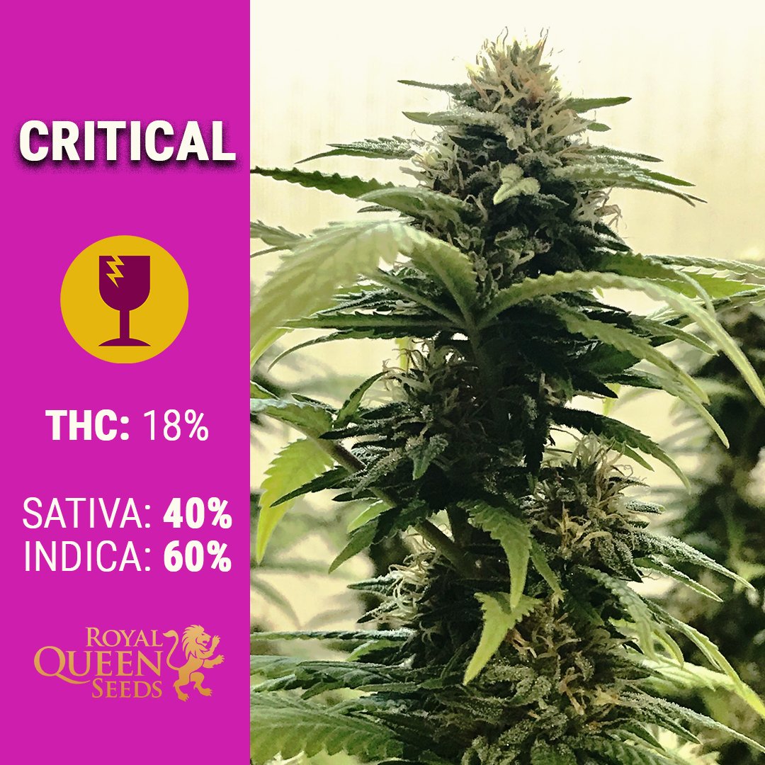 #Critical is a strain designed for the 'cash-crop' grower who wants the best of both worlds and is guaranteed to fulfil expectations.

Enjoy her 18% of #THC, and let her affect you in a stoned, physically and mentally way.

bit.ly/2y9qaZh 

📸 Gabynho