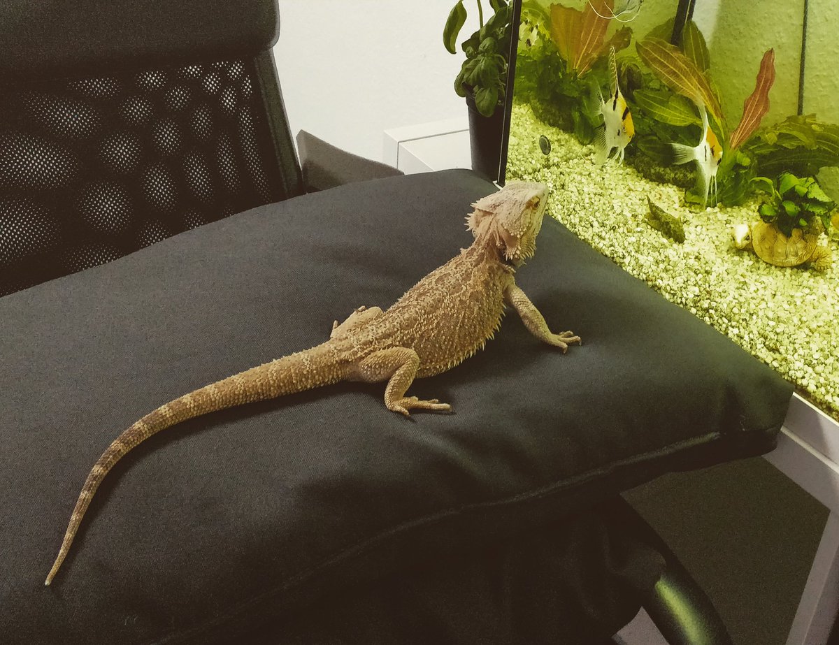 DPogona's tweet photo. hey👋 my name is dragon, i am a Pogona!🦎
Instagram: dragon_pogona
YouTube :https://t.co/z5oWX3q6Ya
#reptile #animals #pogonophile #pogonavitticeps #pets #terrarium #lizard
#phylliidae #hymenopuscoronatuscoronatus https://t.co/VRSC1WkApQ https://t.co/ctfzyQaGI5