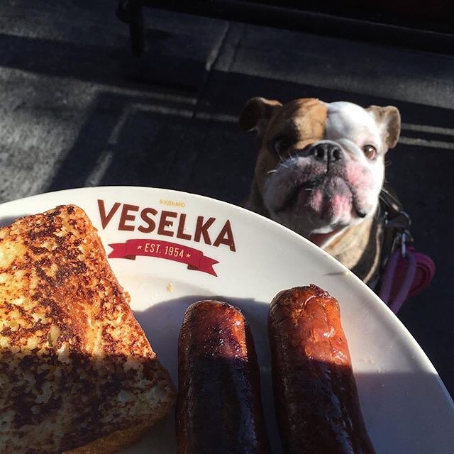 veselkanyc's tweet photo. βThe more I learn about people, the more I like my dog.β ~Mark Twain.
.πΆπΆπΆπΆπΆπΆπΆπΆπΆπΆ.
Happy National Pet Day!
.πΆπΆπΆπΆπΆπΆπΆπΆπΆπΆ.
#veselkanyc #food #dailyfoodfeed #littleukraine #eastvillagenyc #nationalpetday #sidewalkcafe #frenchtoast #sausage #bringyourpets https://t.co/gDwAg0QqNl