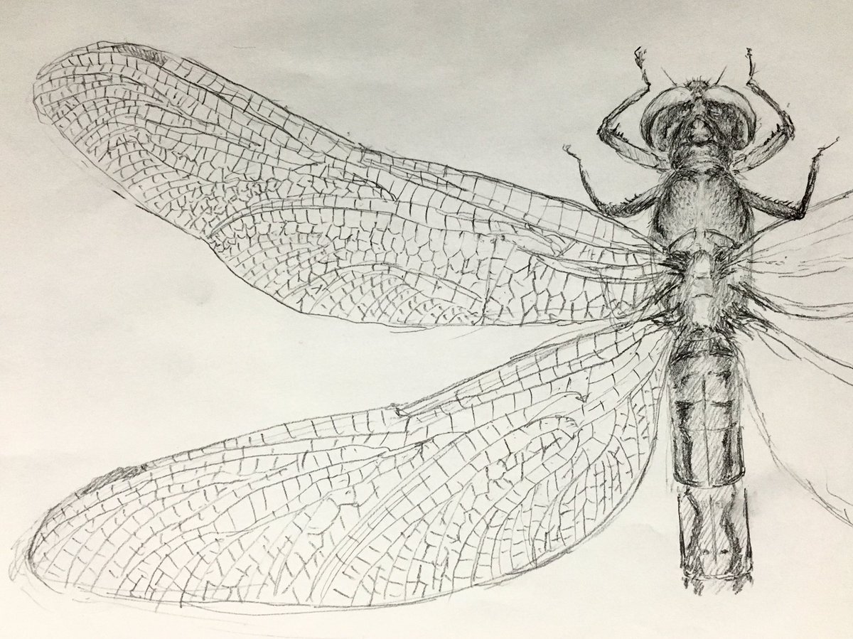 丘山一木 ちょっとだけ丁寧に描いてみた でも羽根のとこ雑 鉛筆画 イラスト デッサン イラストレーター 絵本 落書き 絵本作家目指して トンボ とんぼ Dragonfly