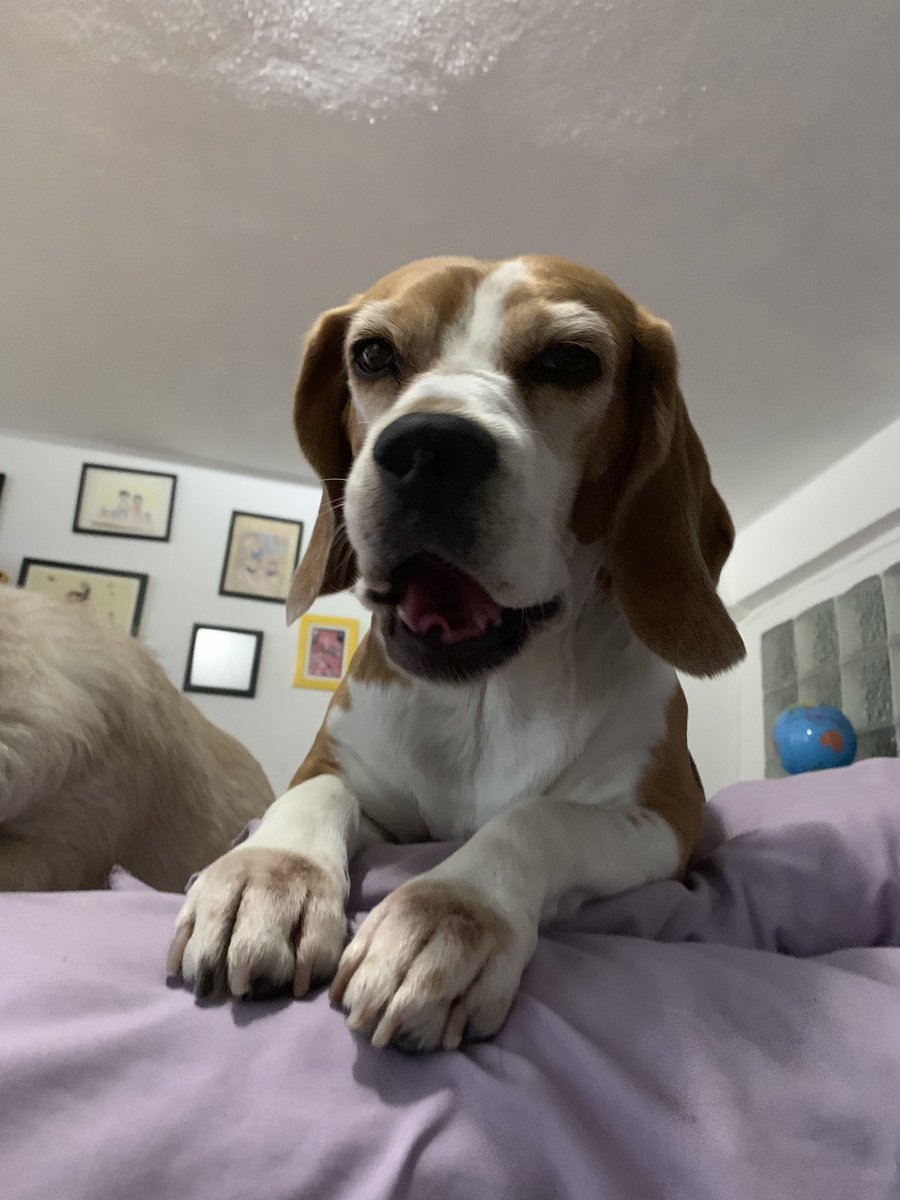 MsPechuga's tweet photo. Daily Gretita #GrumpyBeagles https://t.co/8abv0sIu85