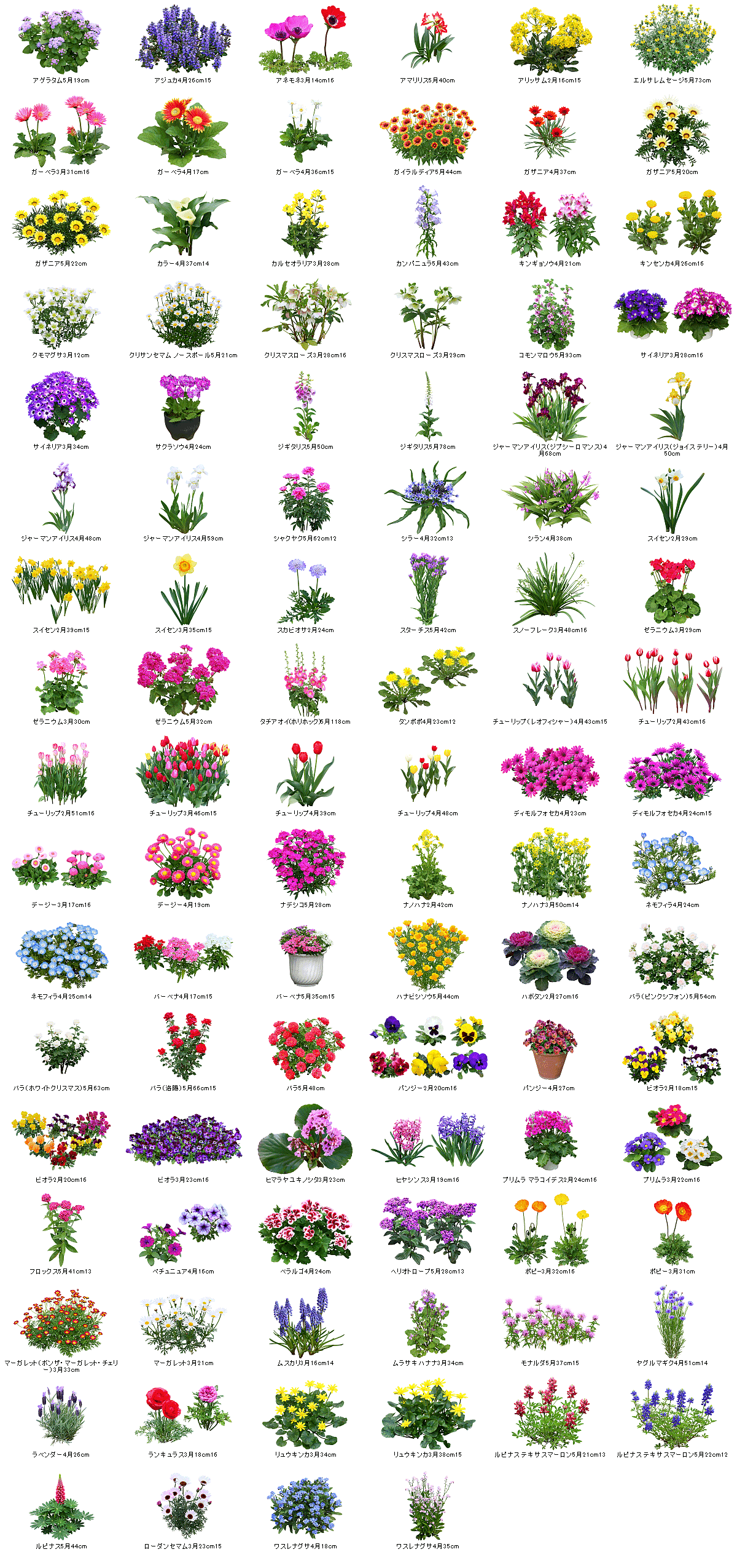 花の素材 Twitter Search Twitter