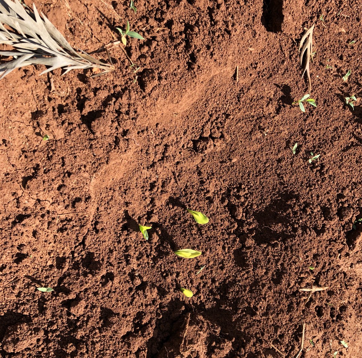 PetriPellikka's tweet photo. Farmers in the #Taita Hills have planted the #maize and are praying for rain. Behind you see #Vuria, the highest mountain at 2208 m asl. They sow few seeds together - these 4 seem to be germinating already. #Grevillea leaf is used as fertilizer. #foodsecurity @AKA_ohjelmat https://t.co/PYkFzSCgEy