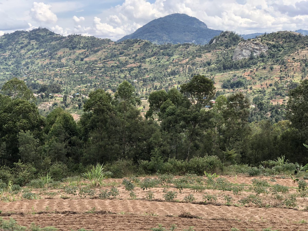 PetriPellikka's tweet photo. Farmers in the #Taita Hills have planted the #maize and are praying for rain. Behind you see #Vuria, the highest mountain at 2208 m asl. They sow few seeds together - these 4 seem to be germinating already. #Grevillea leaf is used as fertilizer. #foodsecurity @AKA_ohjelmat https://t.co/PYkFzSCgEy