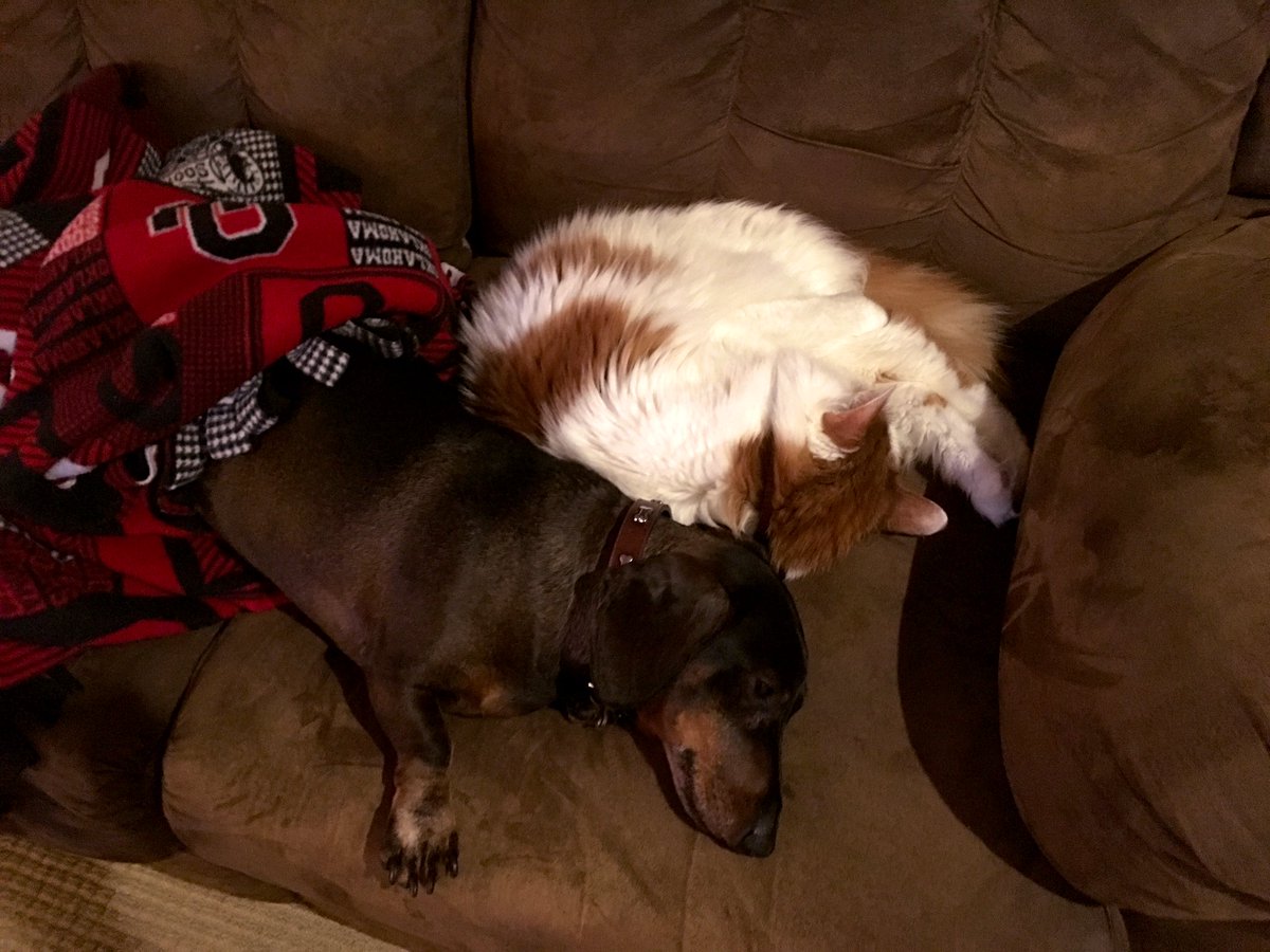 LilOkie76's tweet photo. Muh Dudes....❤️❤️🐶🐱
#MelvinKitty #BaxterBoo #CatsOfTwitter #DogsOfTwitter https://t.co/KV3HfWO67r