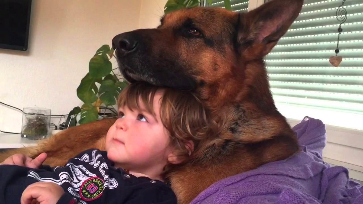 adorable babies playing with dogs and cats