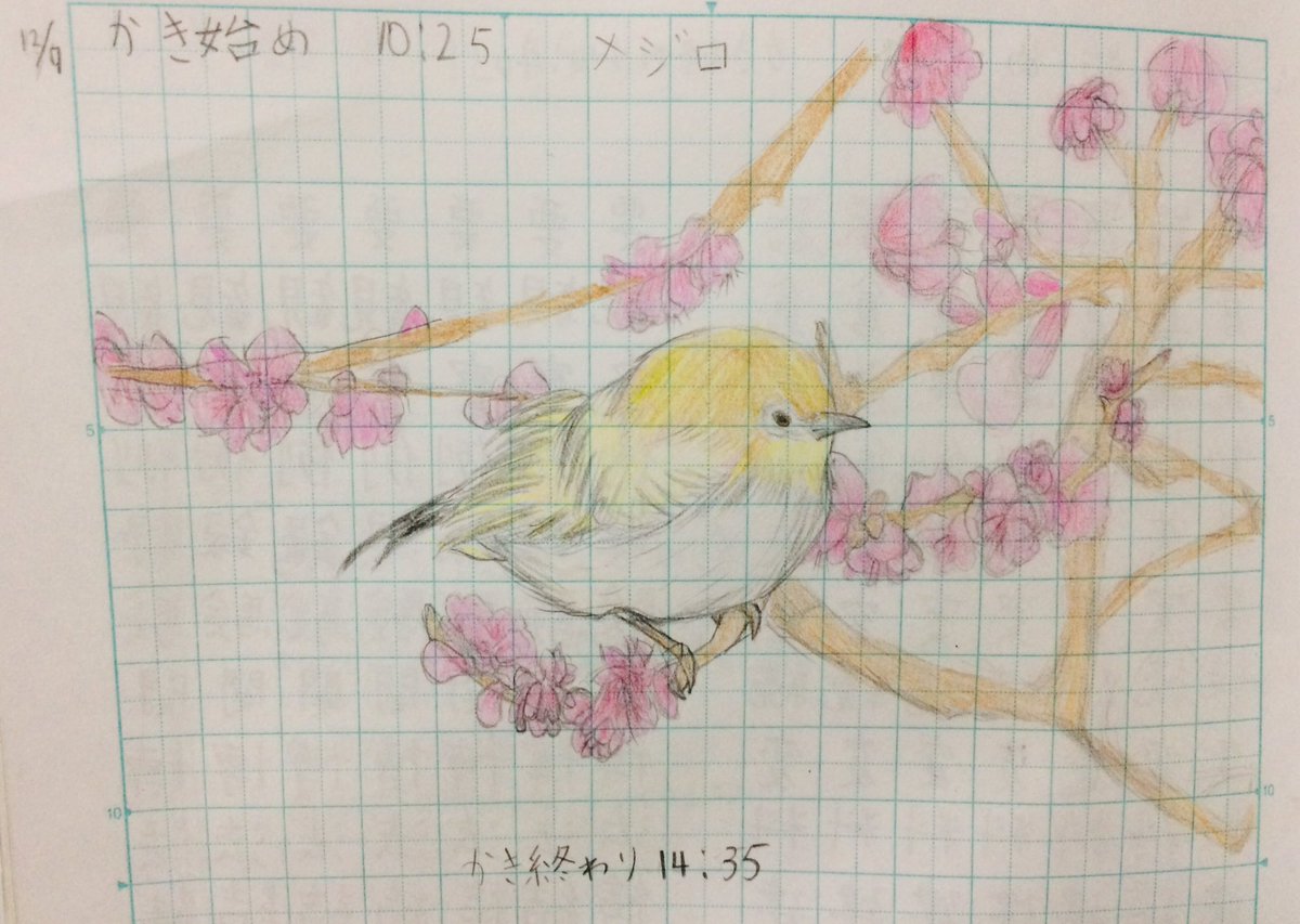 鳥のイラスト 鳥のイラスト