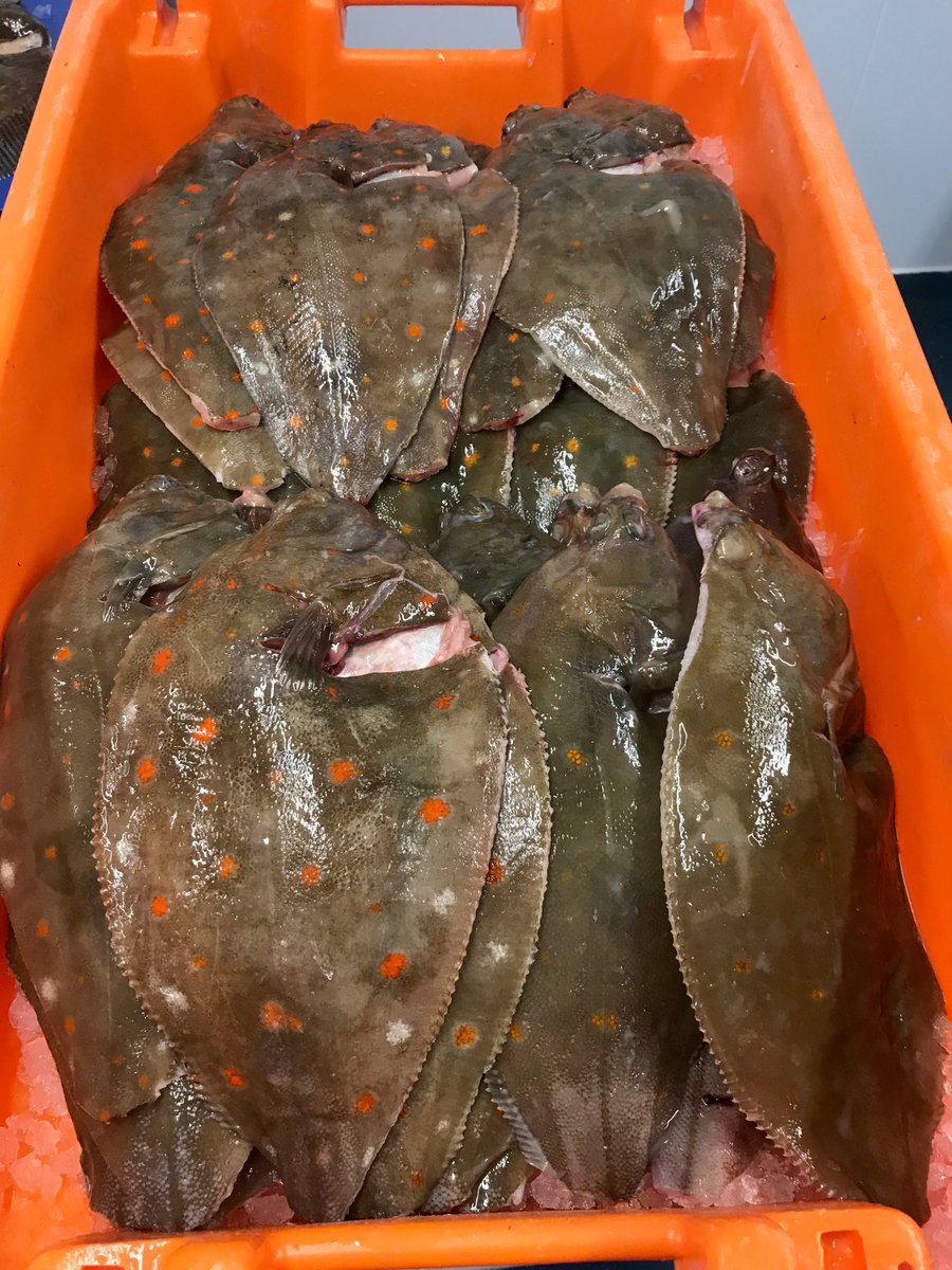 WCCFreshFish's tweet photo. Flat Fest Thursday!!
Beautiful Plaice, Lemon soles and Brill prepped and ready to go!
#freshfish #localbusiness #Weymouth #dorsetchefs #chef #yeschef https://t.co/5LsYC7CnNF
