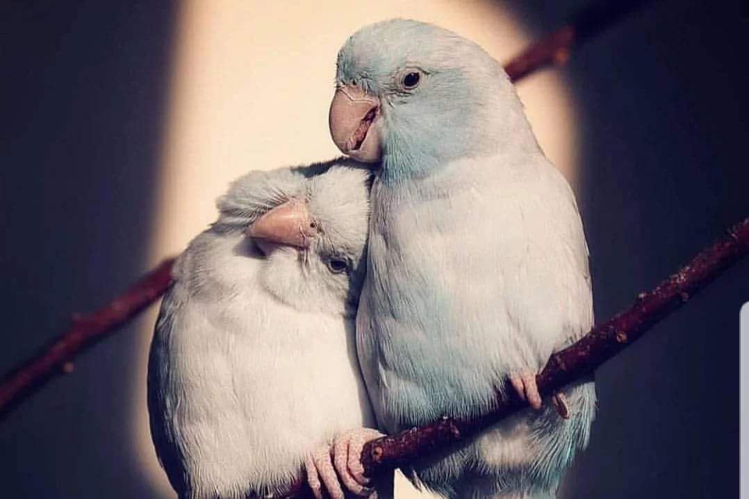 Nereden başlıyorduk ?
İlk önce seviyor muyduk ? 
Yoksa ilk önce güveniyor muyduk..?

~Oğuz Atay

#Günaydın 
#Perşembe