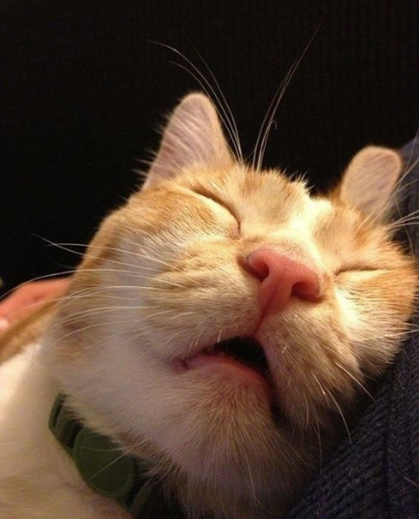 catsscrapers,,, (@catsscrapers) on Twitter photo 