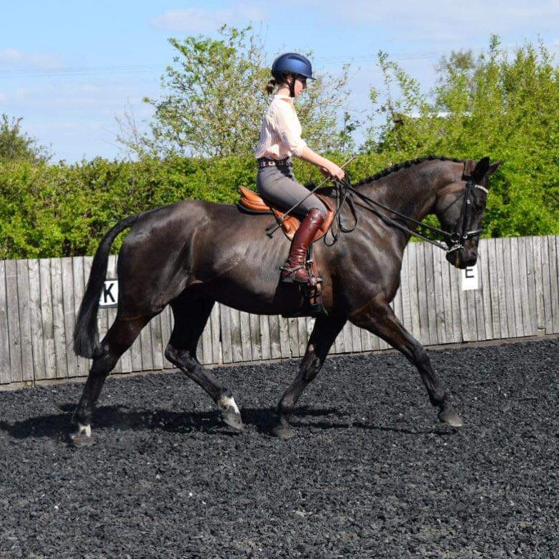 KAPshowjumping's tweet photo. Jake had a plait up and photo shoot yesterday 😍 #justjake #KAPshowjumping #equestrian #stunner #showhorse #rideinregent https://t.co/awnYCjI5k0