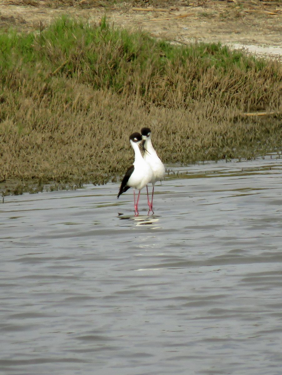 BallonaWetlands's tweet photo. It's spring time at the Ballona Wetlands.  These Black-necked Stilts know it. 💋 https://t.co/aT1Nzpy2oh