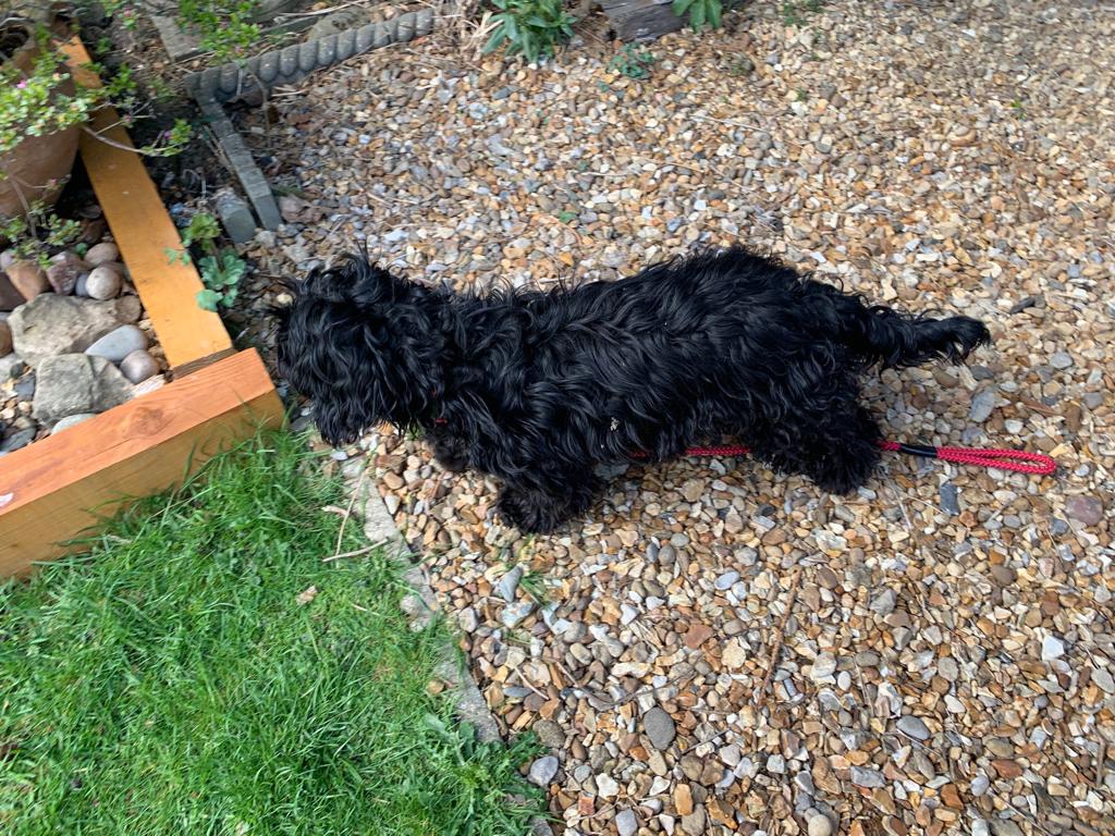 CambsRuralCops's tweet photo. FOUND DOG.
This young female dog was found running in the road on the A1123 between Needingworth and Bluntisham late yesterday afternoon. She isn't chipped and local enquiries failed to find an owner. If you think she is yours please contact Woodgreen. #RCAT #lostdog #founddog https://t.co/aHzfz3Q3Q1