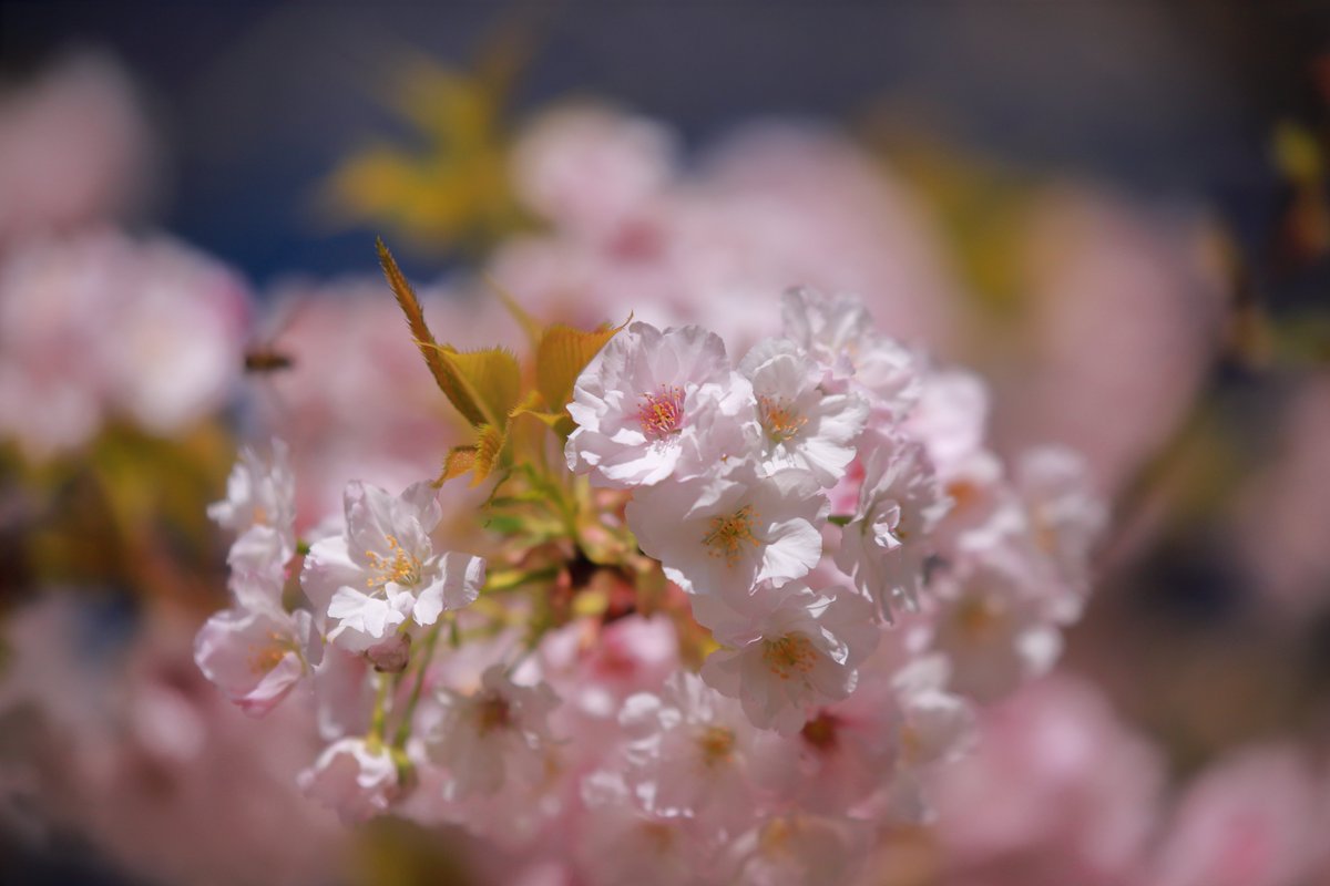 浜ゆう 桜の季節がもうじき終わり 桜のアップ デスクトップ用 桜 デスクトップ 桜のアップ