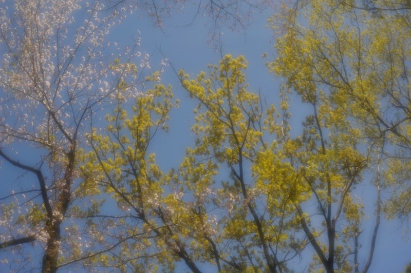 masa_monochrom's tweet photo. 季節は桜から若葉へ
#kenko #mcsoft #45mm #ベス単 風 https://t.co/l8YKJ8d5ZY