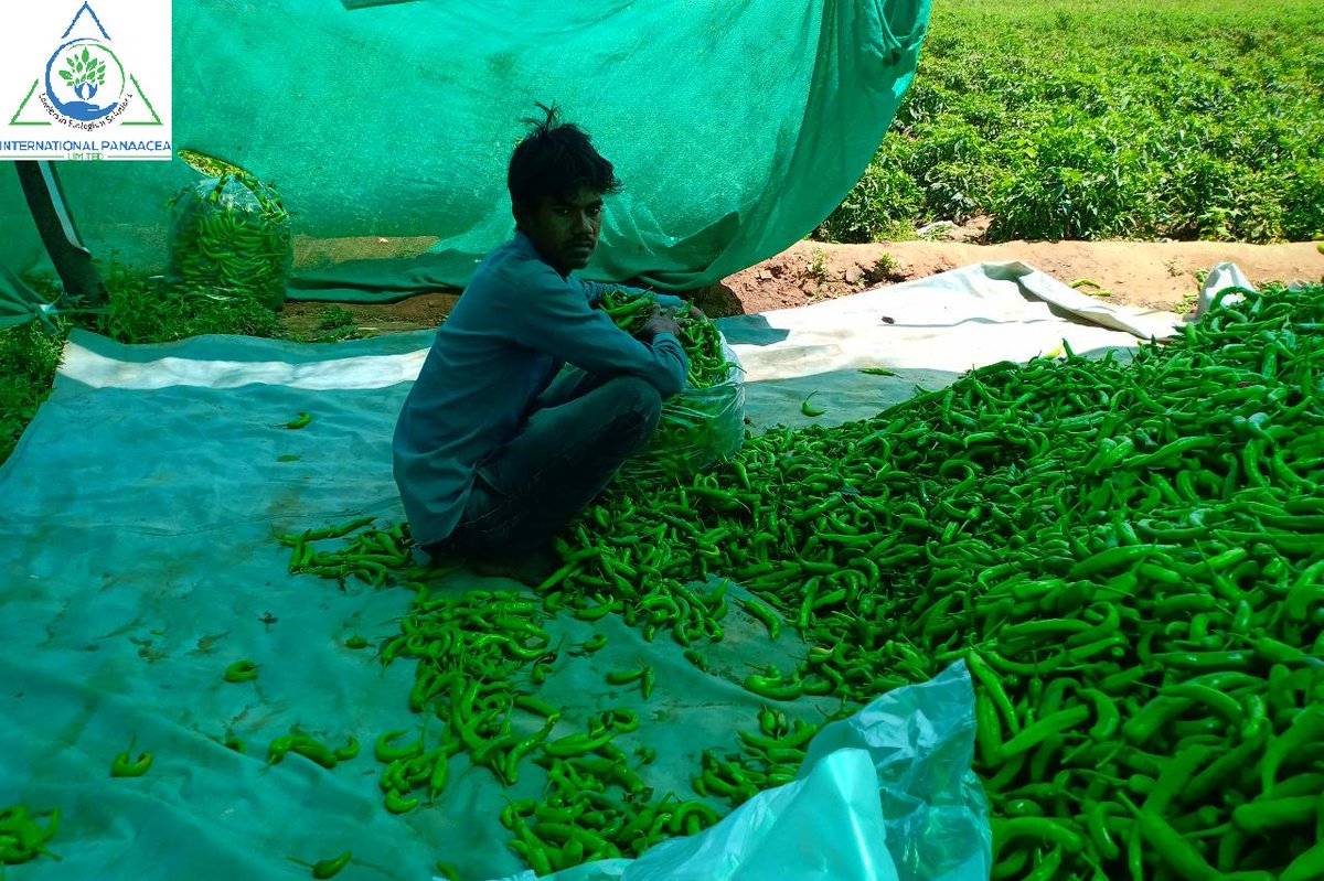 IPLBiologicals's tweet image. Our team member Mr Anil visited a farmer who used our product Kalichakra in his Chilli crop for protecting from &quot;Termite&quot; and &quot;White gurb&quot;
#Organicfarming #happyfarmers #OrganicIndia #Agriculture #crops #IPLBiologicals
