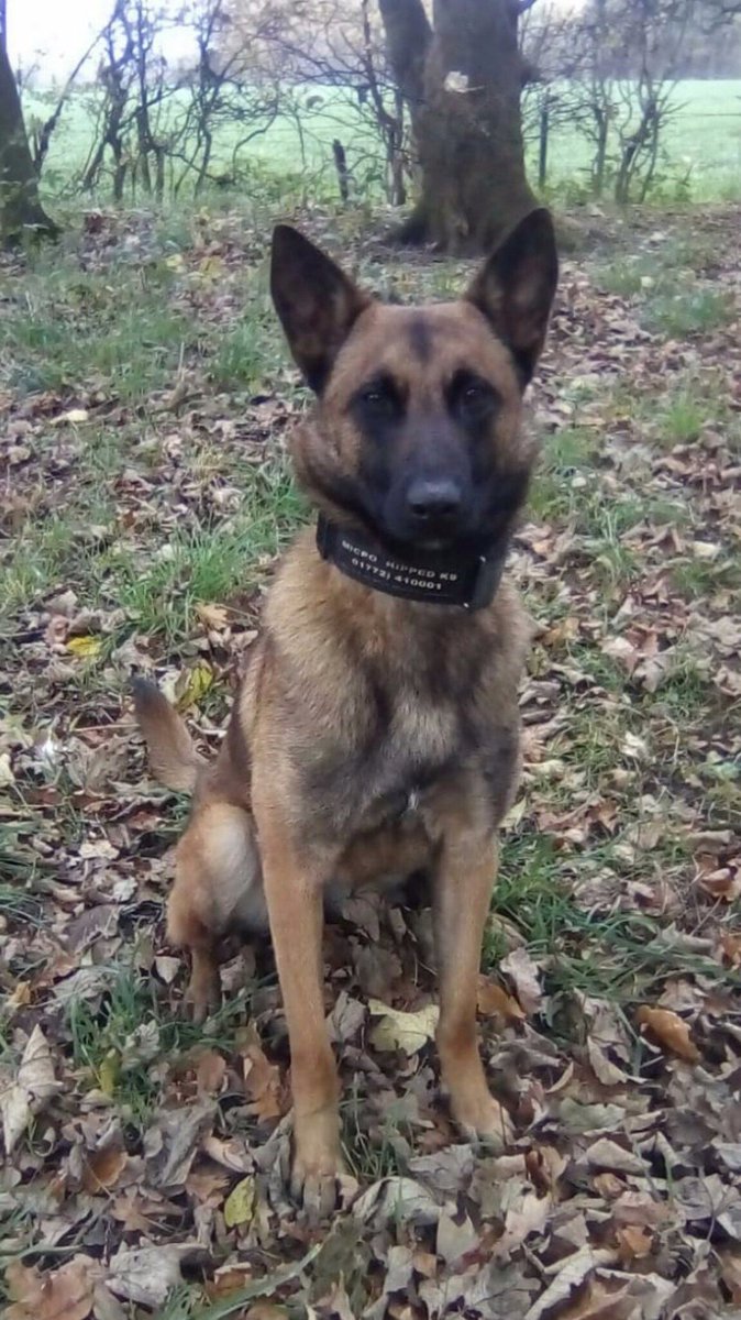 LancsPolDogUnit's tweet photo. Busy night for team Billie ending in the arrest of a wanted male. Male ran off from patrols but was tracked by PD Billie and found hiding in an abandoned caravan in a cupboard. #Teamwork #team2blackpool #team2dogs @LancsTacOps https://t.co/d2htfPP4vA