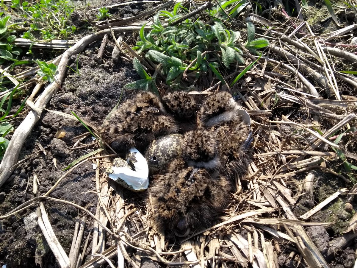 Opsterland's tweet photo. Op 8 maart vond Geert Bosma uit Frieschepalen het eerste kievitsei van  Opsterland. Geert hield zijn gevonden ei in de nazorgperiode nauwlettend  in de gaten. Een maand na het vinden van het ei is het nestje gevuld  met prachtige kuikens! 😍 https://t.co/oeH3dDVISF