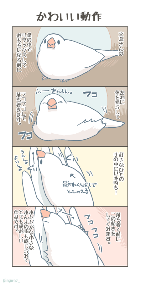 さりげないけれど、文鳥さんのかわいい仕草。フコフコをみるとしあわせな気持ちになります。

#buncho #javasparrow #文鳥 