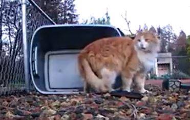 CampFirePets's tweet photo. POSTED 4/6/29 Sighted ID=CF2149 Brown or Gray White #CampFirePets https://t.co/7L8nbHpSJf Sighted by: âKathryn Briggeman Hous https://t.co/6eWlyU3HM3 https://t.co/qlxd24TxKe