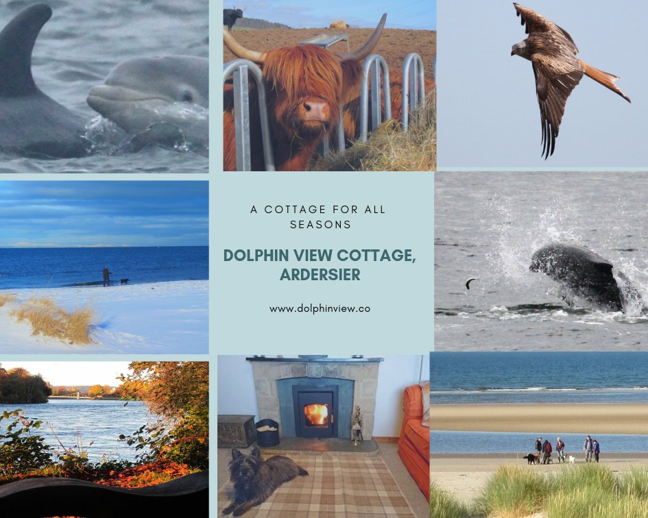 Dolphin View Cottage tweet media