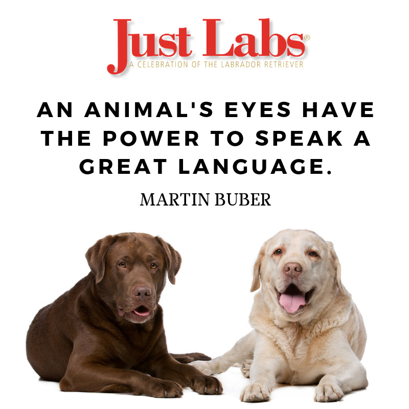 JustLabs's tweet photo. "An animal's eyes have the power to speak a great language." #NationalPetDay #labradorretriever #JustLabs https://t.co/uI6nDsb1EG