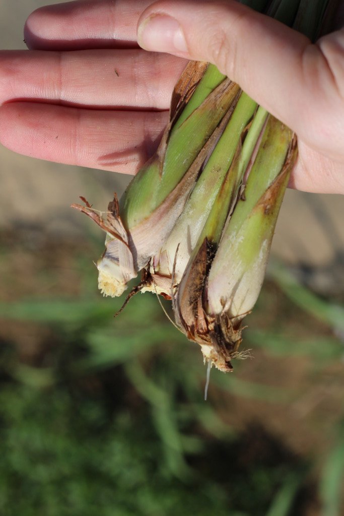 Kumquat BBQ Hoi An (BbqHoi) Twitter