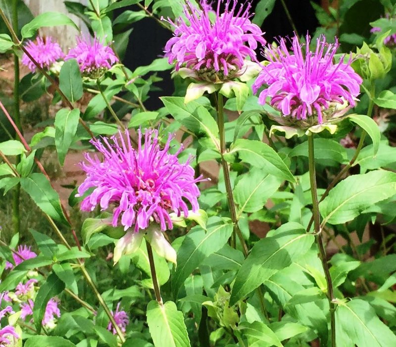 ColoradoNPS's tweet photo. #GrowNative Thursday: Our beautiful #ColoradoNativePlant beebalm, Monarda fistulosa. Get your very own on the #CoNPS Virtual Plant Sale! https://t.co/luf6iRZR8A https://t.co/ENvfrezPOF