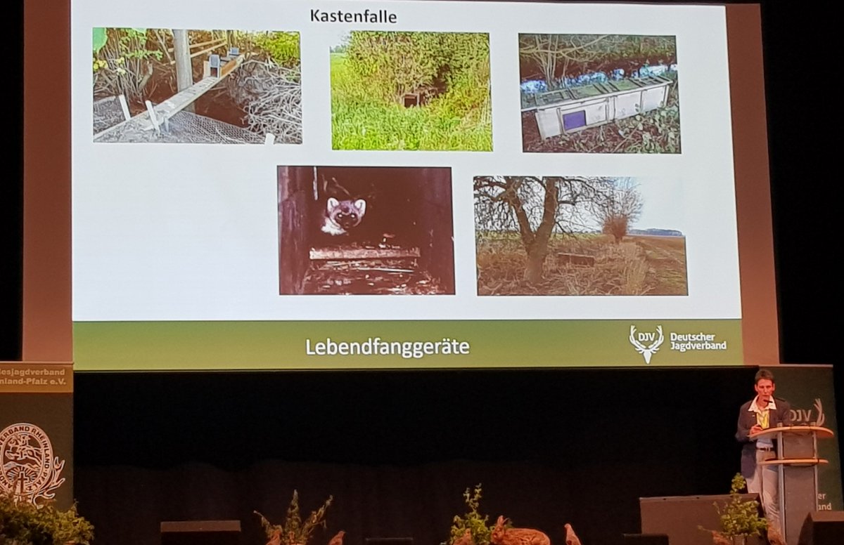 Weiter beim #niederwildsymposium des <a href="/JagdverbandDJV/">DeutscherJagdverband</a> mit dem Vortrag #Prädatorenbejagung als Instrument des aktiven #Artenschutz es
