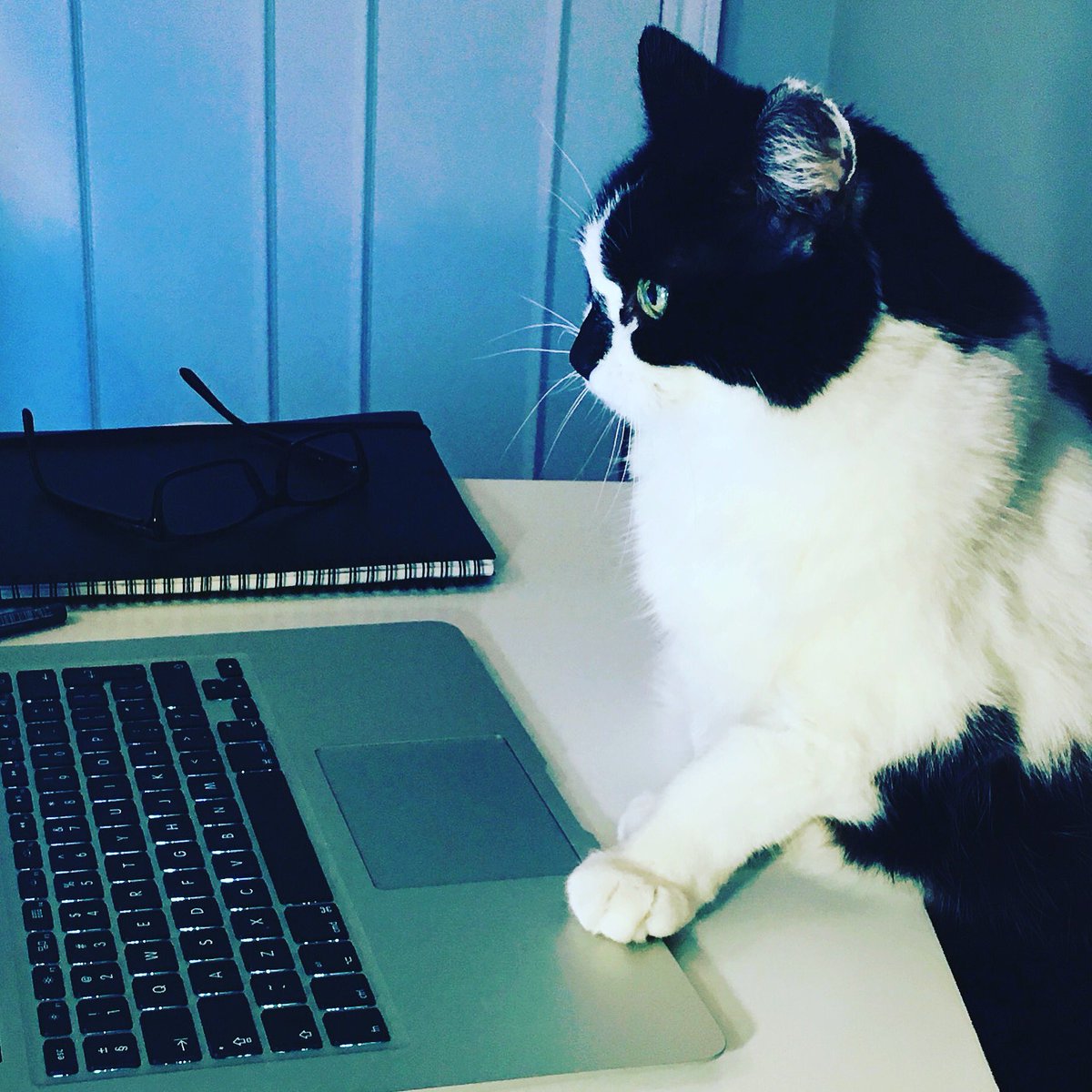 This is the business’s namesake (without her box). Léa La Chatte. #NationalPetDay #InteriorDesign #CatsOfTwitter