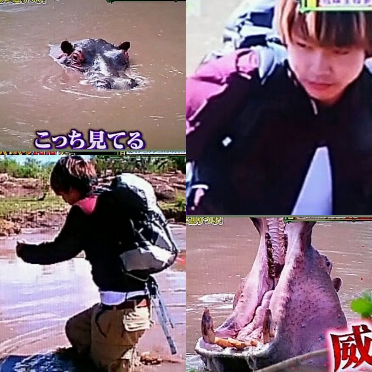 たまこ ガイシ求 戀 Pa Twitter このゾウが可愛い ガバを飼いたい 発言の数年後に 象のウンチ から抽出した水を飲んだり カバに威嚇されるとは思っていなかっただろうに まっすー 増田貴久 全世界極限サバイバル