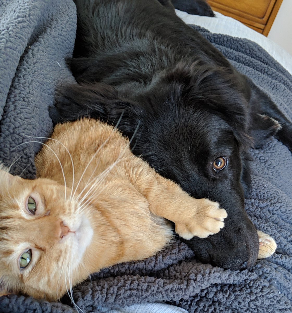 Happy National Pet Day!
Share your favorite picture of your wonderful pet(s)! 
#nationalpetday #lifeupgraded
nationalpetday.co