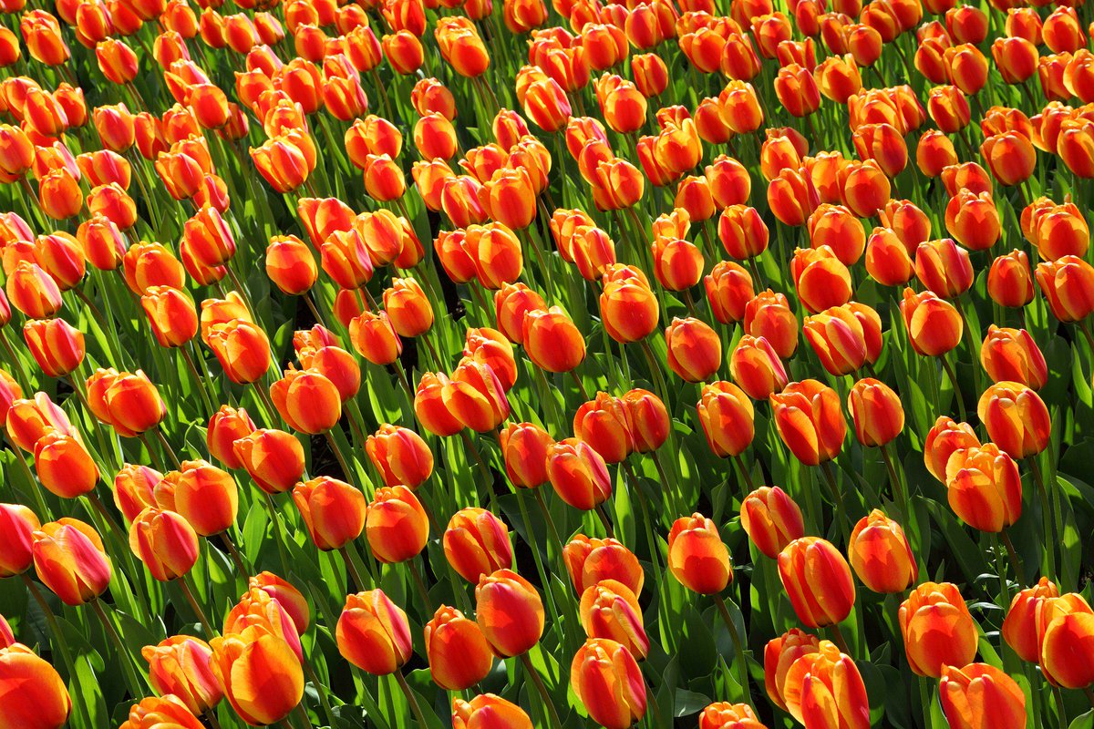 Dutch Startup Association (@dsa_nl) on Twitter photo 'An Orange Feeling' BLOG by our founder and ambassador <a href="/rklimbie/">Rogier Klimbie</a> on what we can learn from the Bay Area ➡️ "the sum is a culture that allows founders to get back up fast when they fail and a culture that rewards success quickly, allowing scale" 🤟 dutchstartupassociation.nl/anorangefeeling 'An Orange Feeling' BLOG by our founder and ambassador <a href="/rklimbie/">Rogier Klimbie</a> on what we can learn from the Bay Area ➡️ "the sum is a culture that allows founders to get back up fast when they fail and a culture that rewards success quickly, allowing scale" 🤟 dutchstartupassociation.nl/anorangefeeling