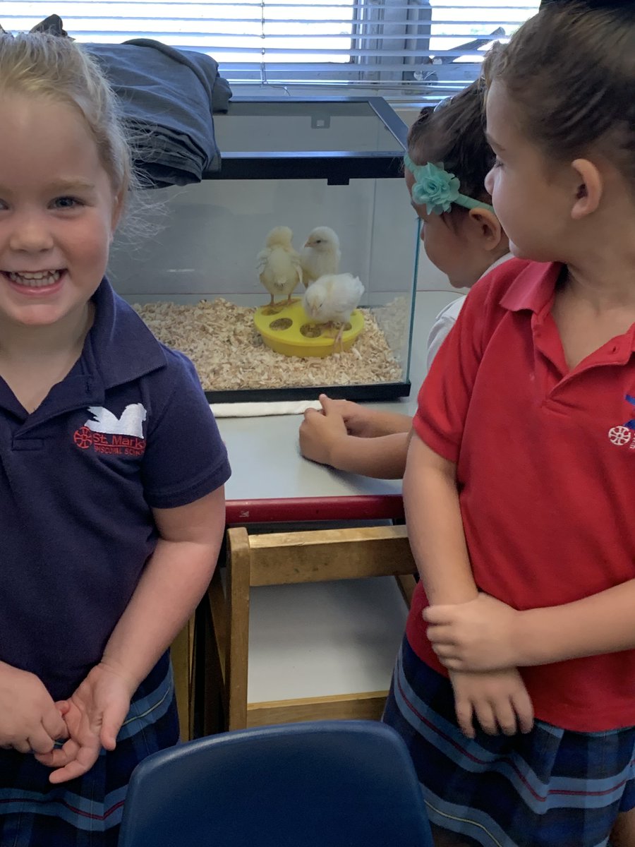 Easter came a little early for us at St. Mark’s this morning. That’s because our chicks hatched! 🐣 🐥