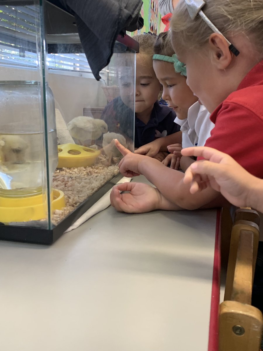 StMarks_FTL's tweet photo. Easter came a little early for us at St. Mark’s this morning. That’s because our chicks hatched! 🐣 🐥 https://t.co/CgFwHKlb0P