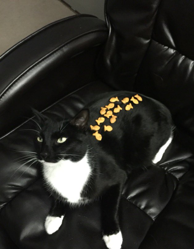 JimPie85's tweet photo. @fox5dc #NationalPetDay Here’s Bootz relaxing with some of his fish buddies. https://t.co/mTXv2Zhqke