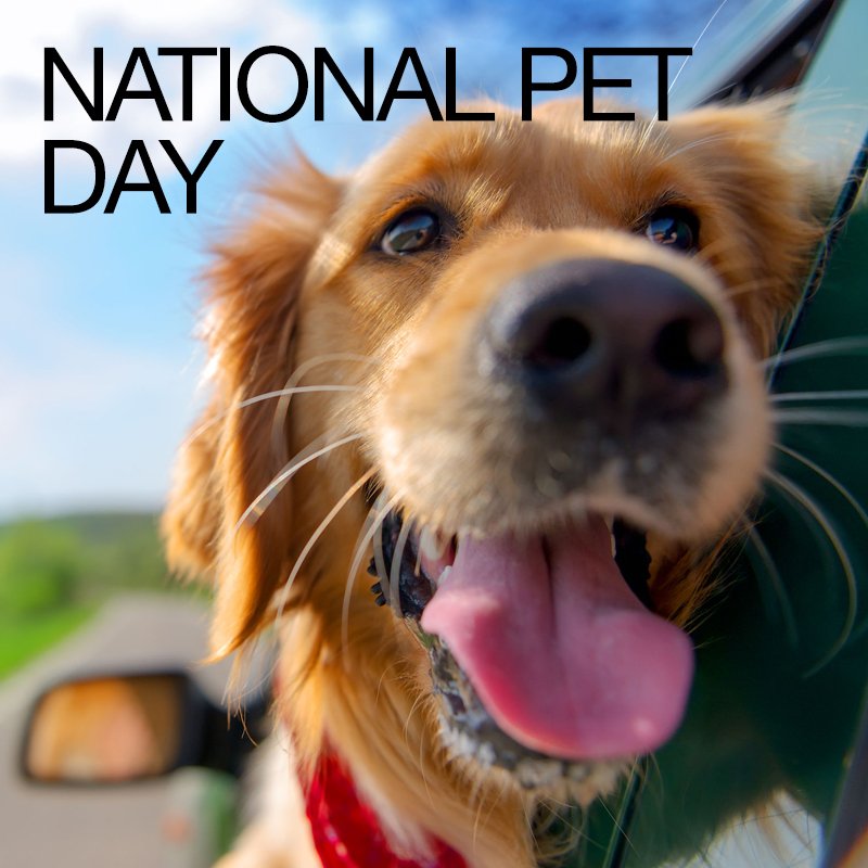 National Pet Day is the purr-fect excuse to obsess over our furry, feathery, or scaly friends! #NationalPetDay #WEARESOLID