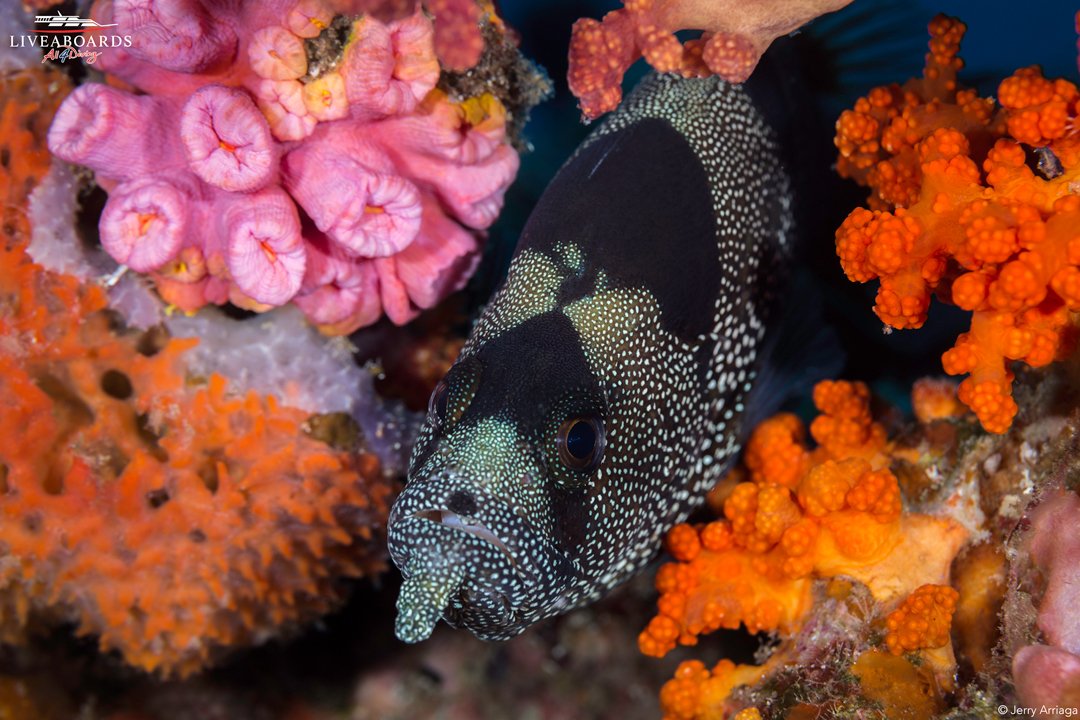 _liveaboards_'s tweet photo. Fun #Fact: #Soapfish got their name as when they are agitated, they can produce a toxic body mucus that forms a slimy, soap like froth into the water. The toxic mucus serves as a deterrent to predators. https://t.co/VoQ2tRzErh