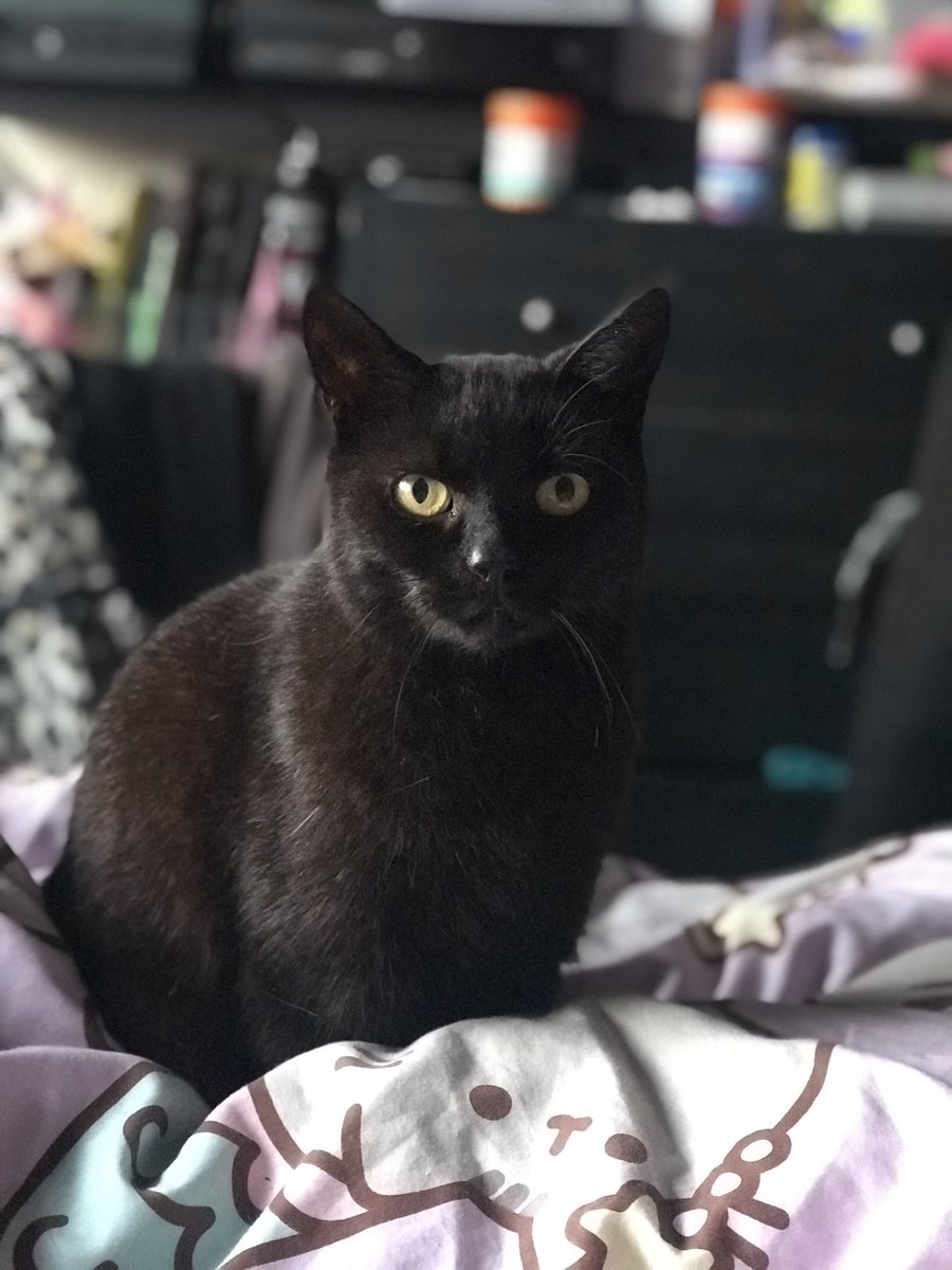 x__kimii's tweet photo. #NationalPetDay 🖤 https://t.co/vD8S3lD65R